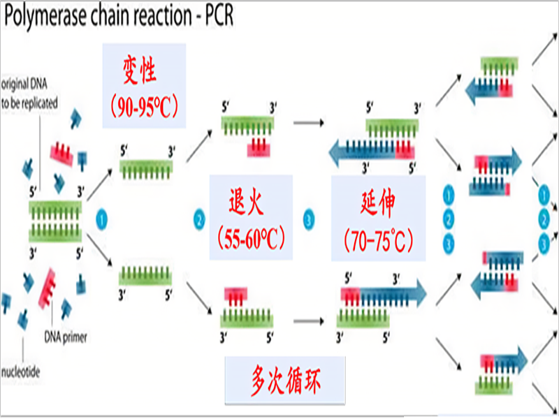微量移液器用于PCR实验时的加样实践